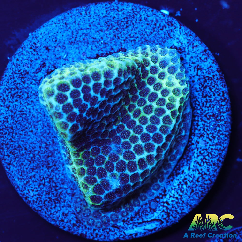 Sand Dollar Porites