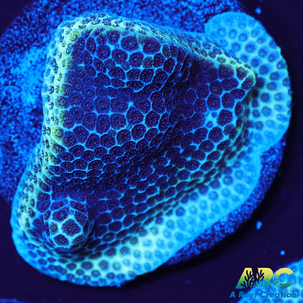 Sand Dollar Porites