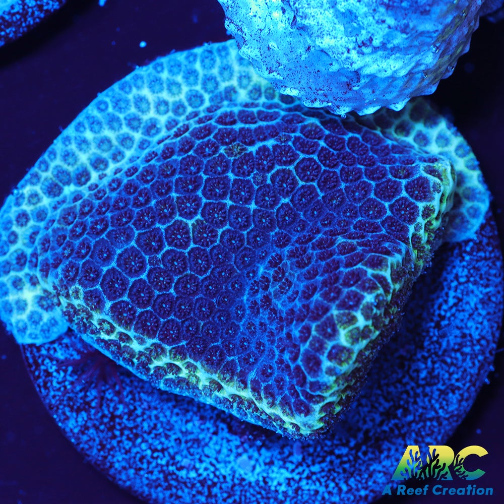 Sand Dollar Porites