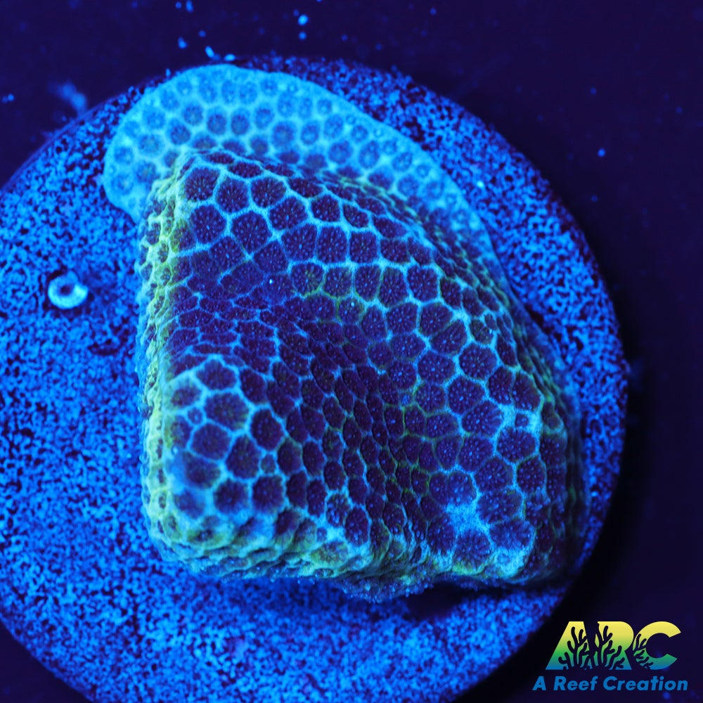 Sand Dollar Porites