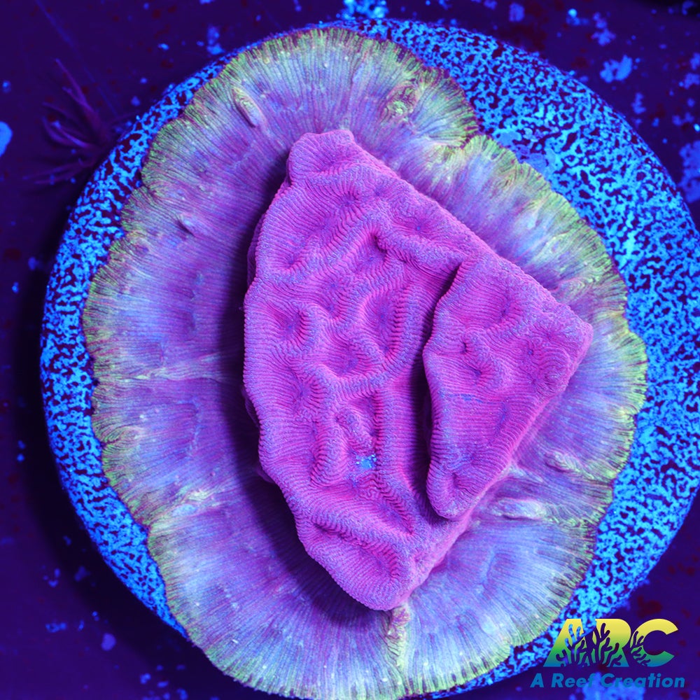 WWC Pink Flamingo Lepto