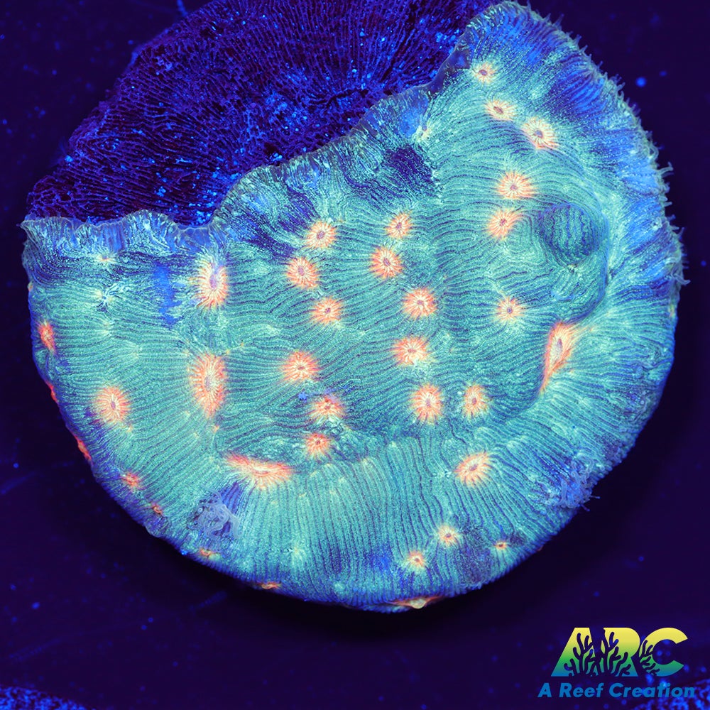 Lava Flow Lepto