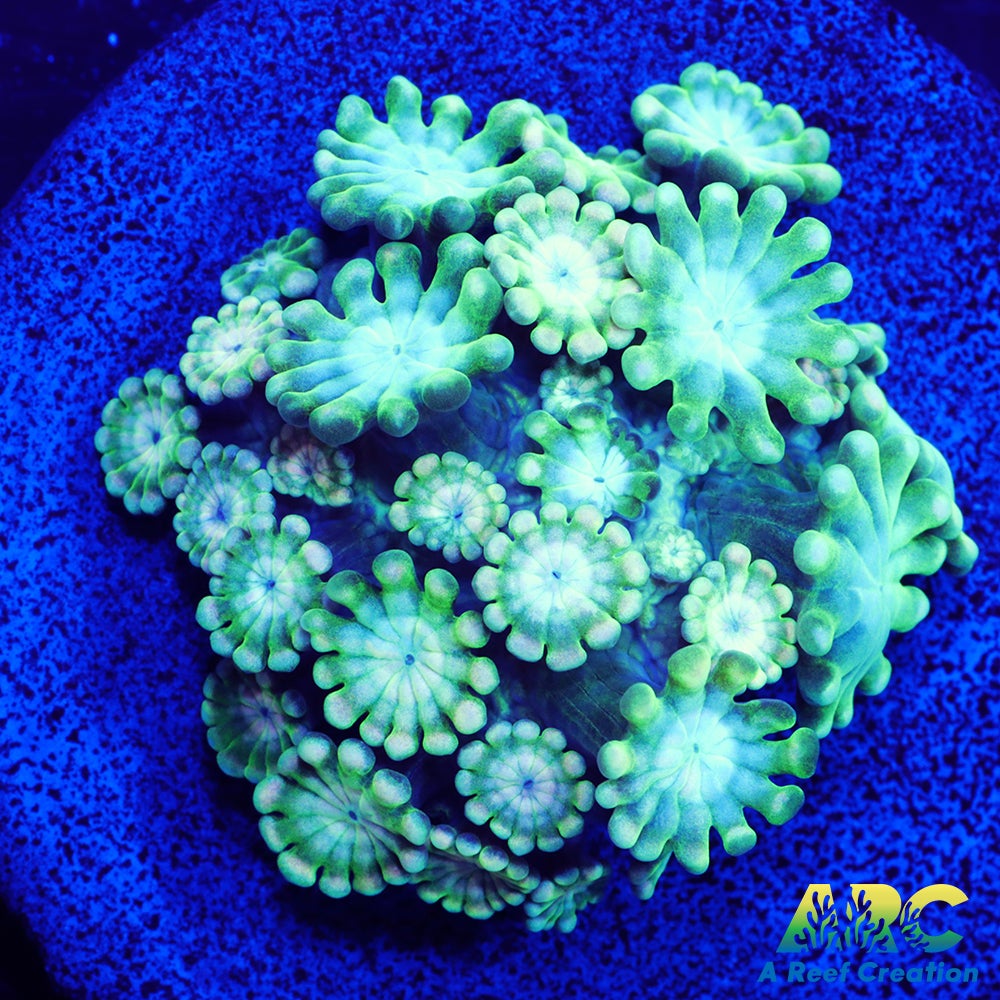 Green and Peach Alveopora