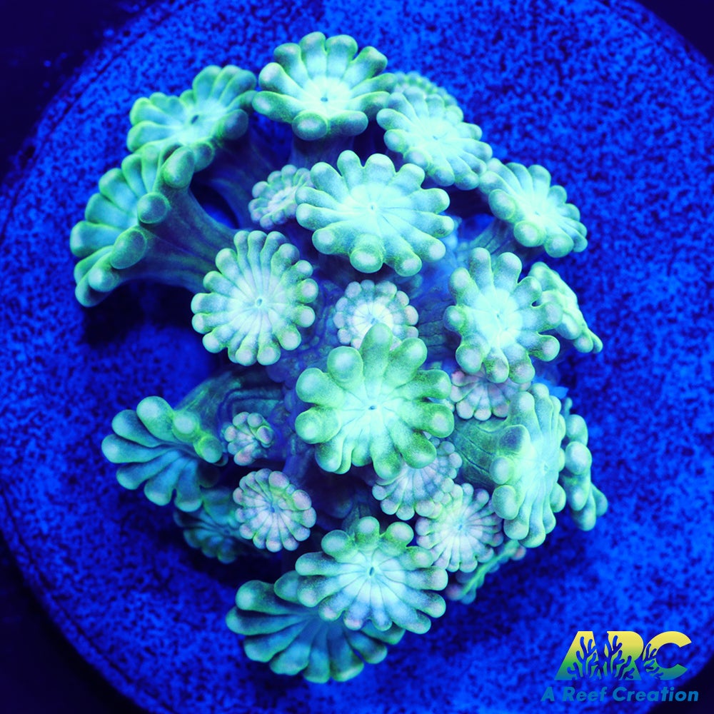 Green and Peach Alveopora