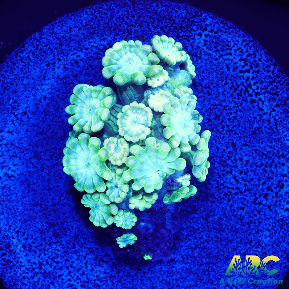 Green and Peach Alveopora