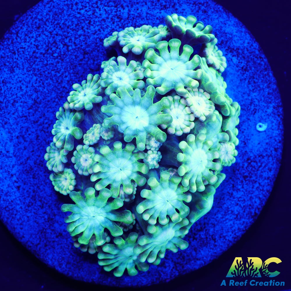 Green and Peach Alveopora