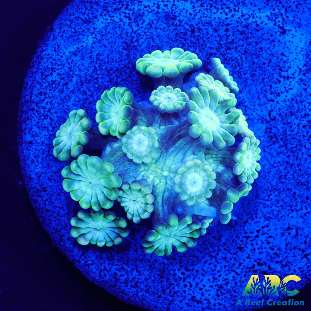 Green and Peach Alveopora