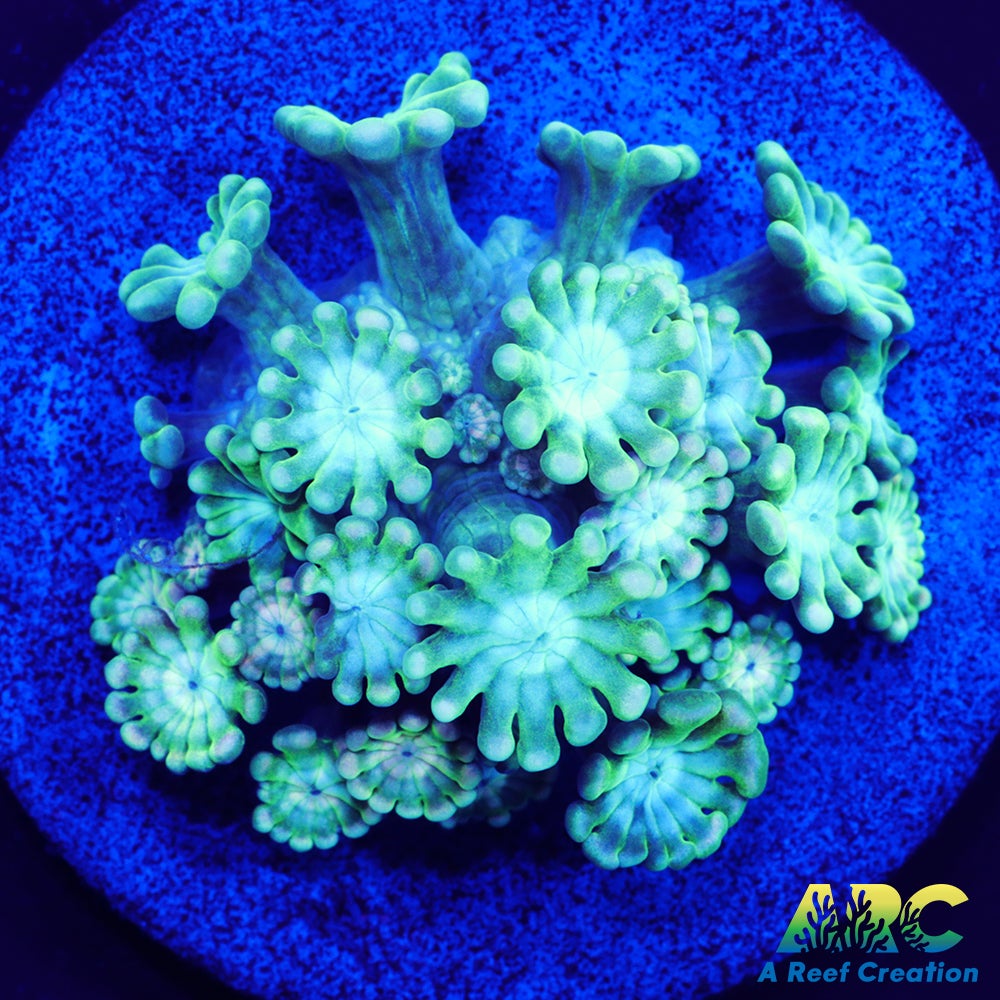 Green and Peach Alveopora