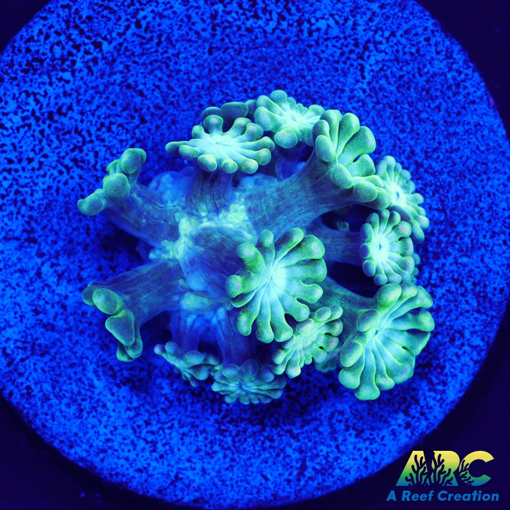 Green and Peach Alveopora