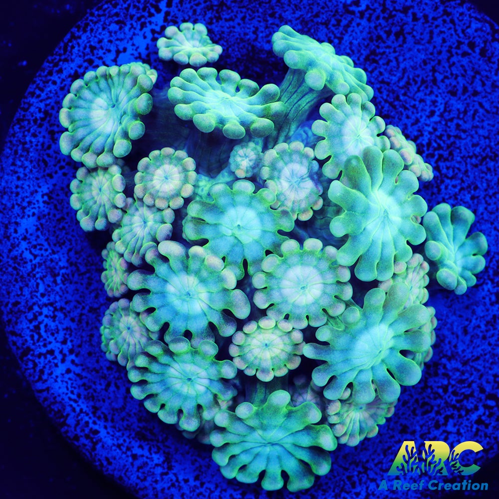 Green and Peach Alveopora