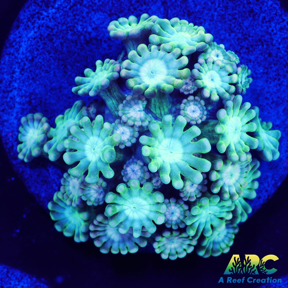 Green and Peach Alveopora