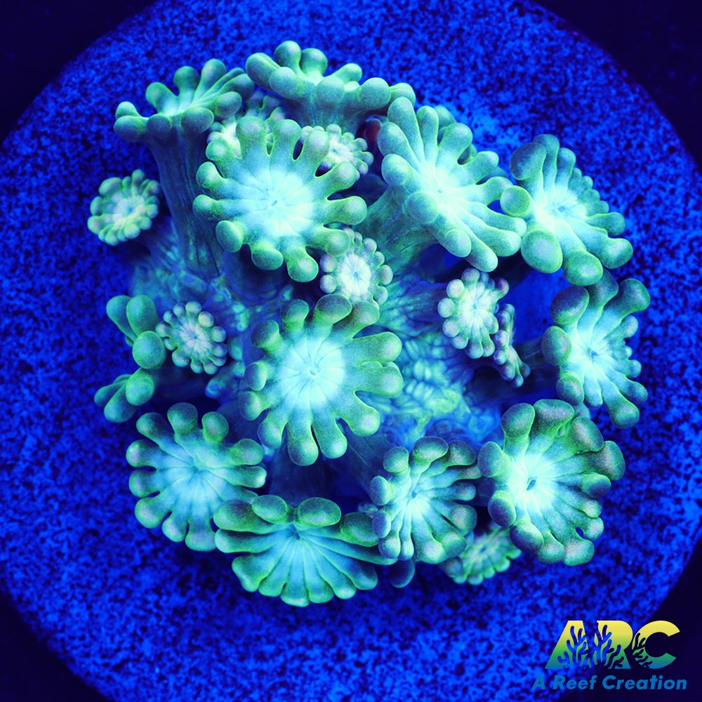 Green and Peach Alveopora