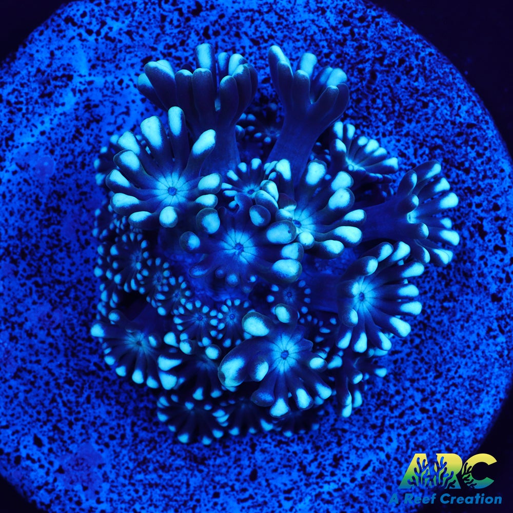 Blue Alveo