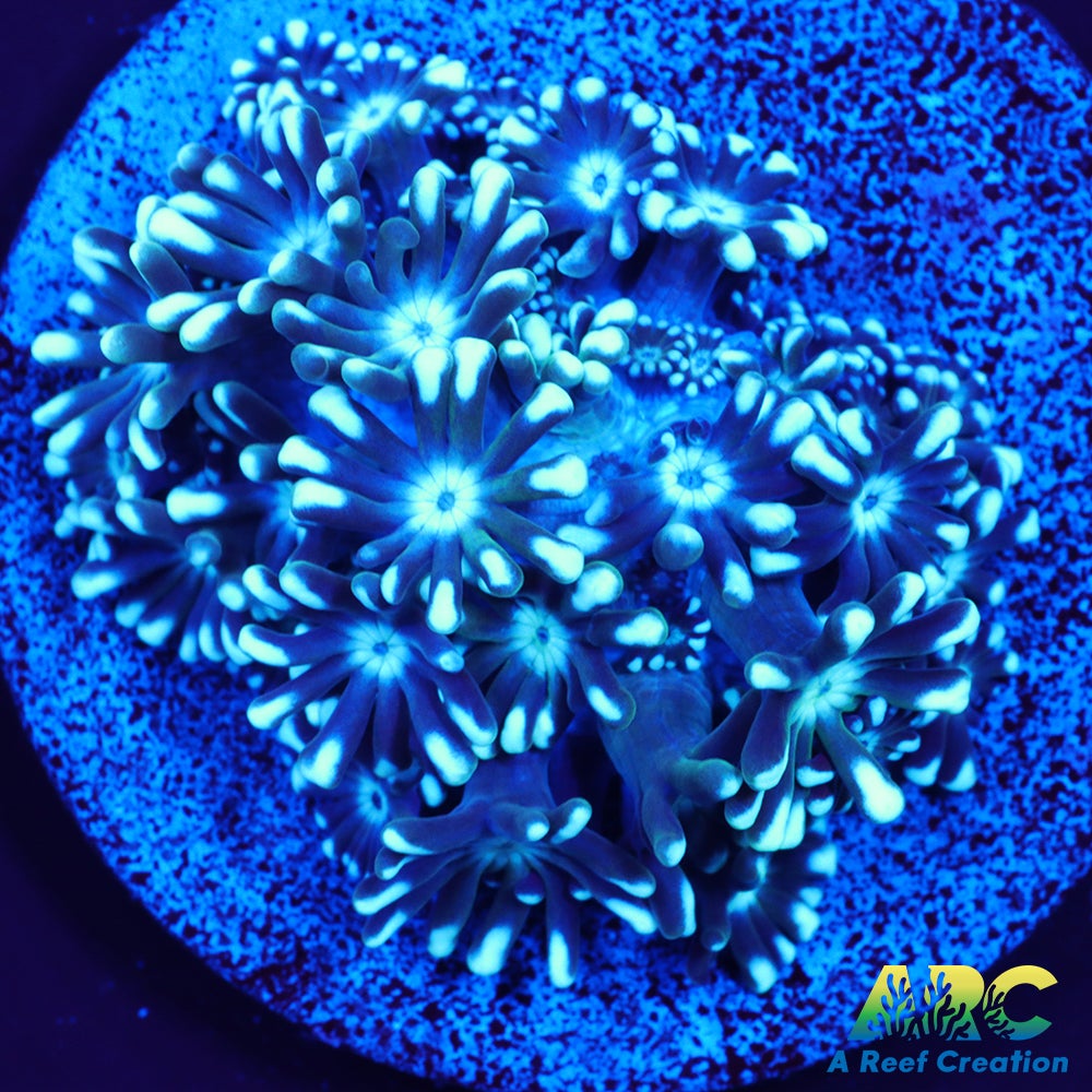 Blue Alveo