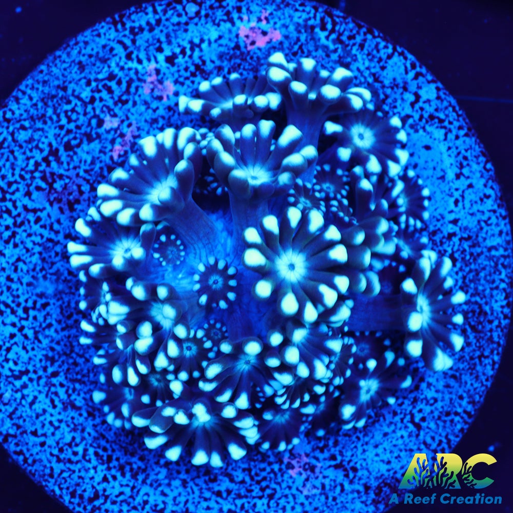Blue Alveo