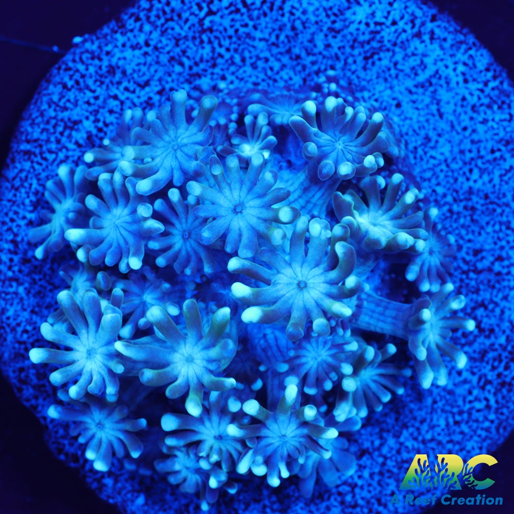 Blue Alveo