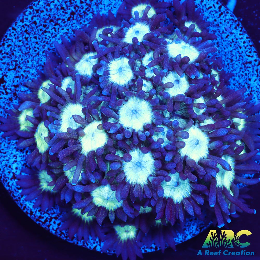 ARC Glitzy Goni