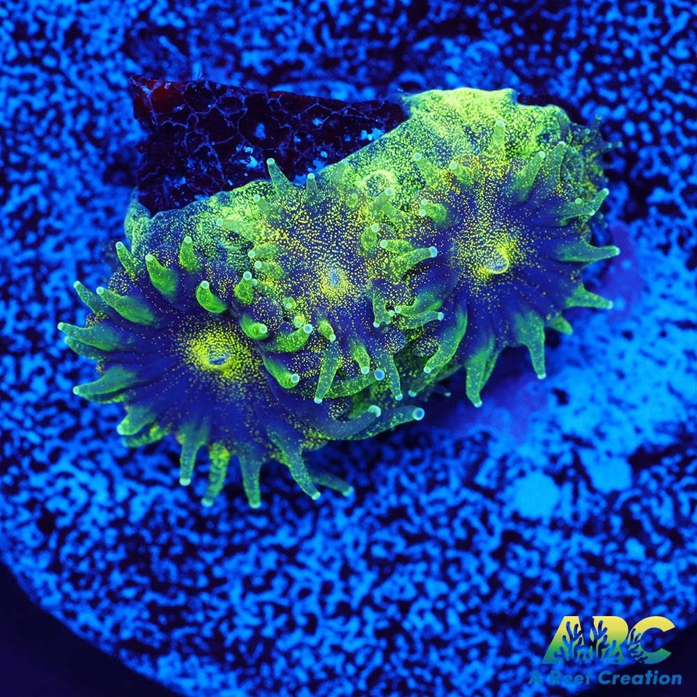 ARC Green Glitter Plesiastrea