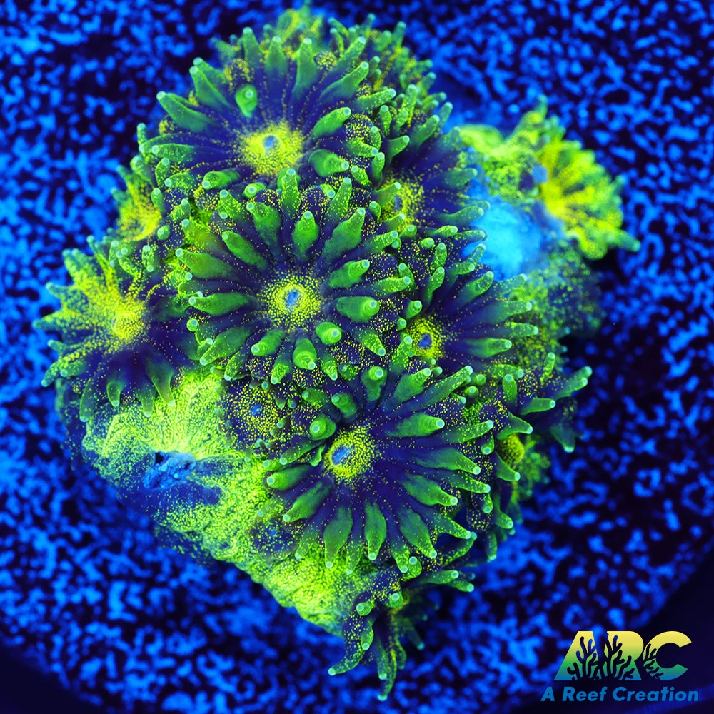 ARC Green Glitter Plesiastrea