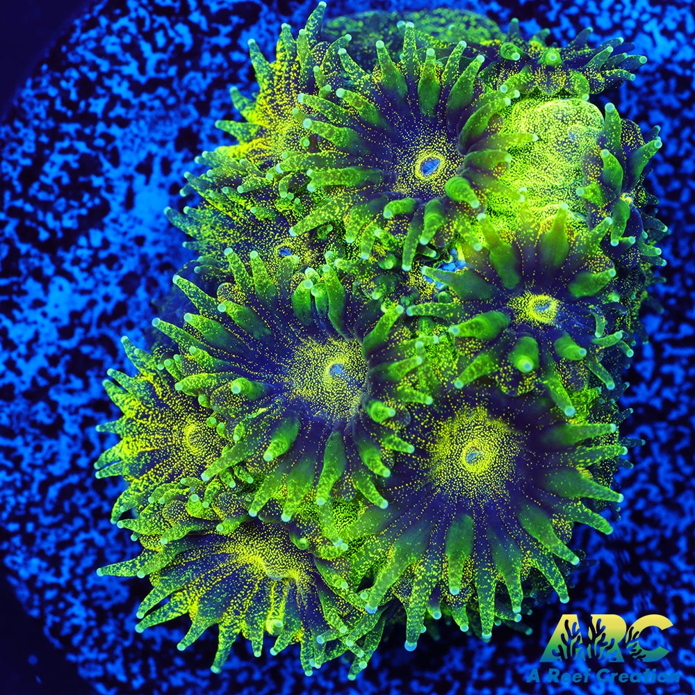 ARC Green Glitter Plesiastrea