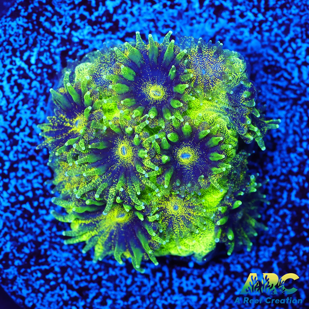 ARC Green Glitter Plesiastrea
