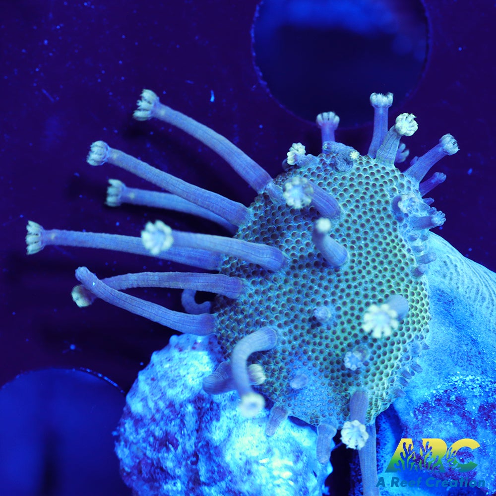 Long Polyp Indo Toadstool