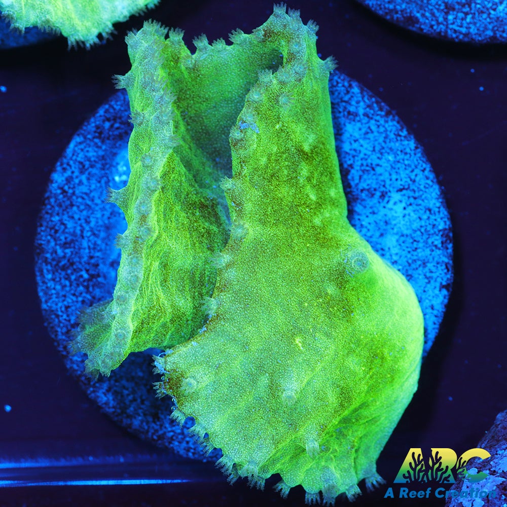 Neon Cabbage Leather