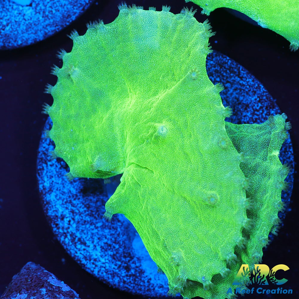 Neon Cabbage Leather