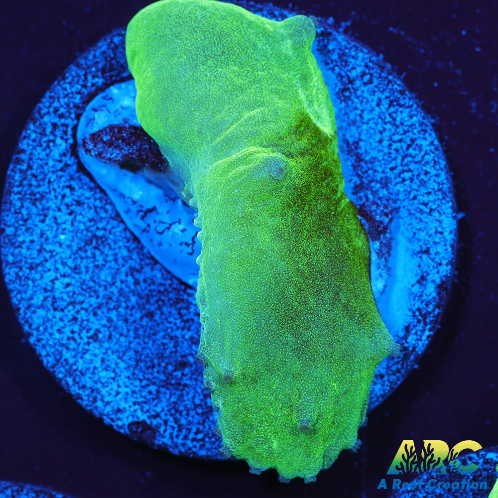 Neon Cabbage Leather