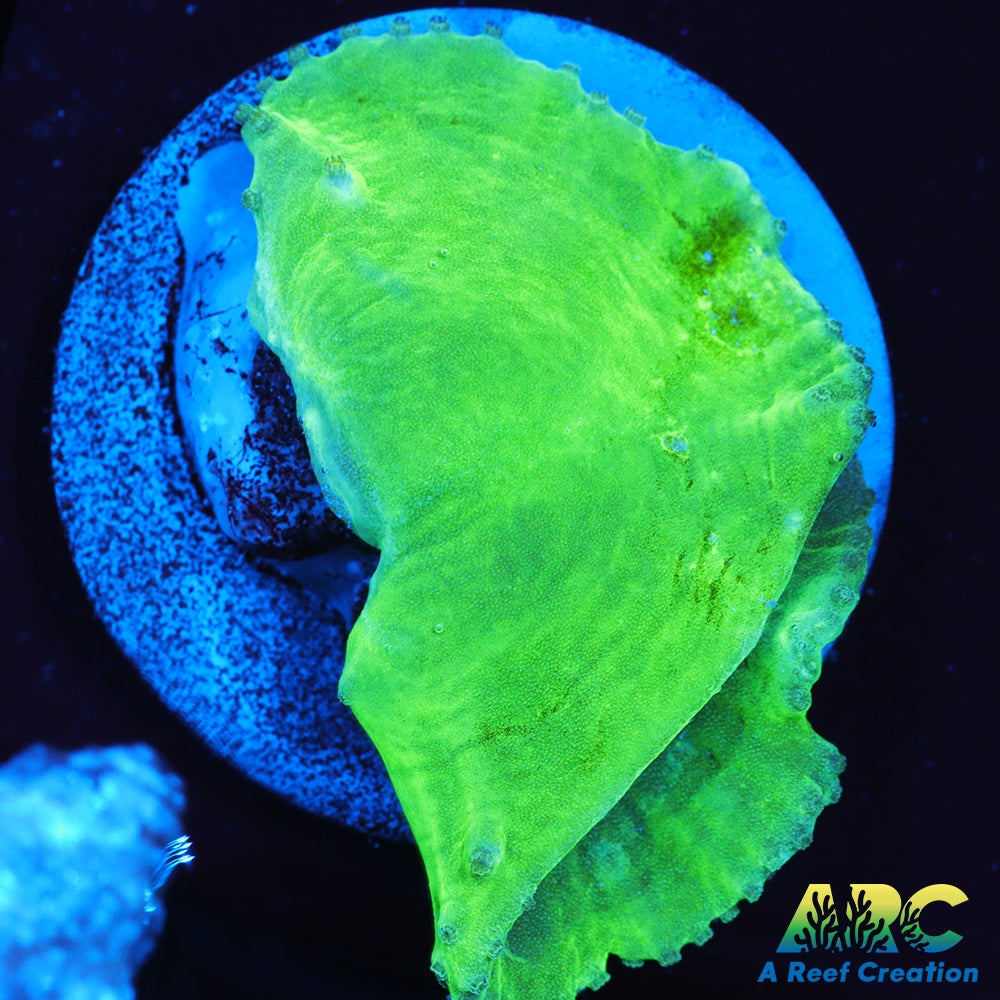 Neon Cabbage Leather