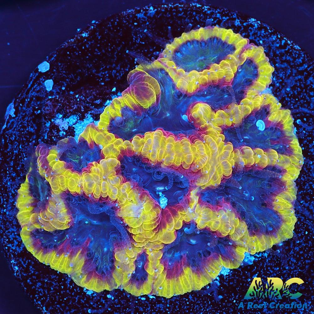 ARC Pacman Favia