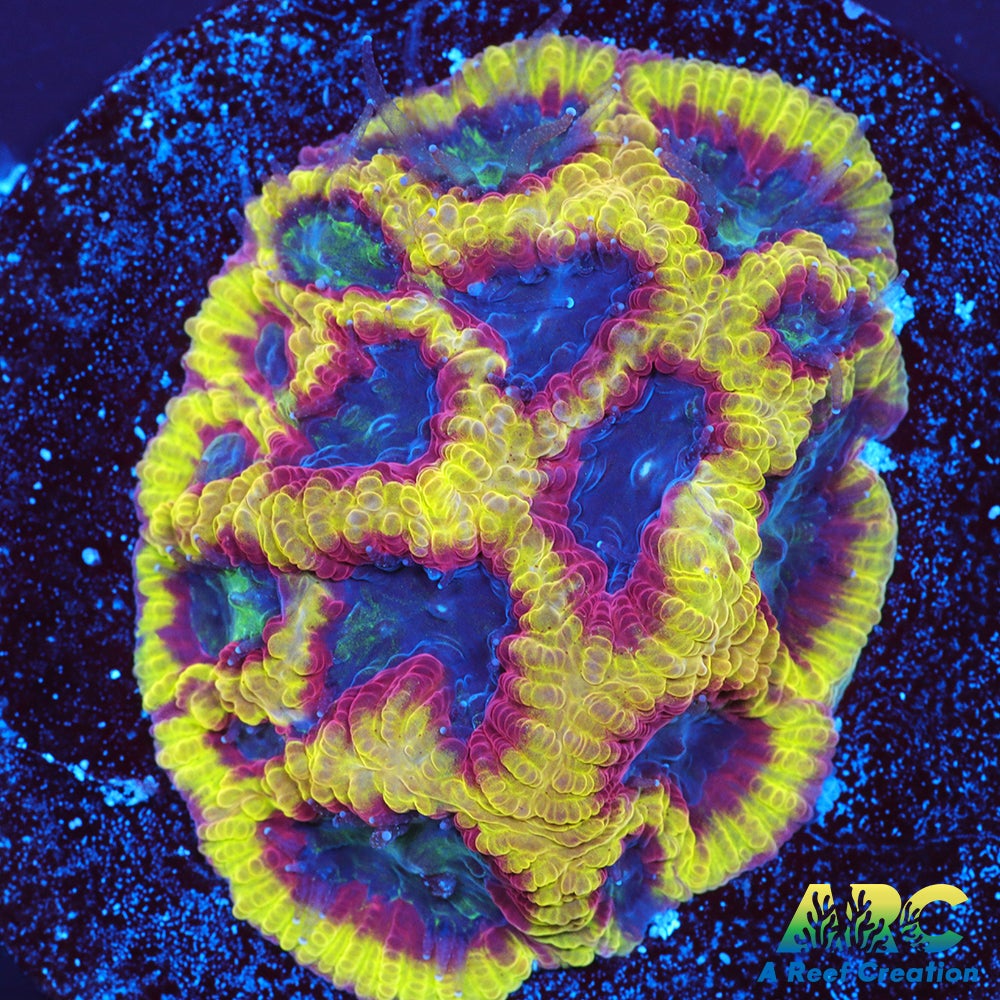 ARC Pacman Favia