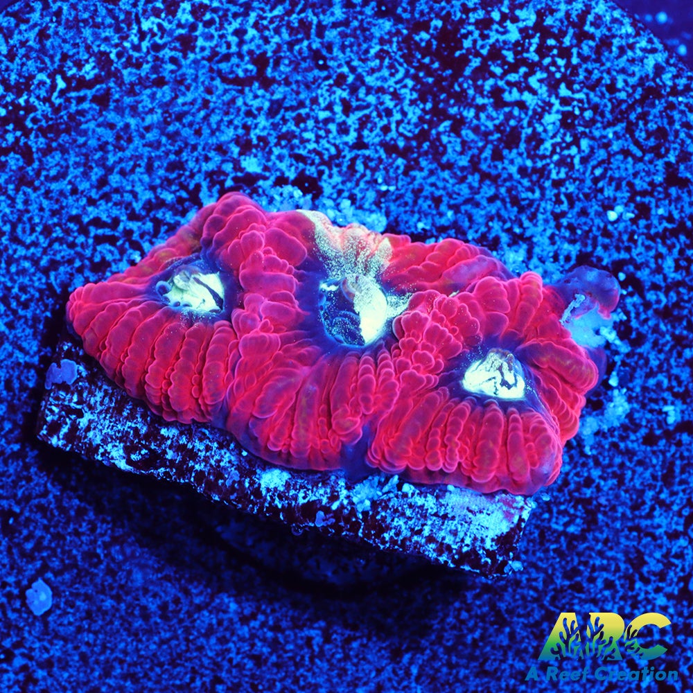 ARC Red Ring Micro