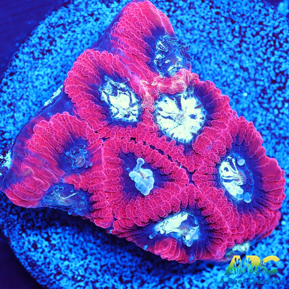 ARC Red Ring Micro