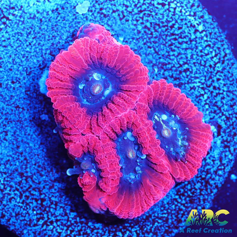 ARC Red Ring Micro