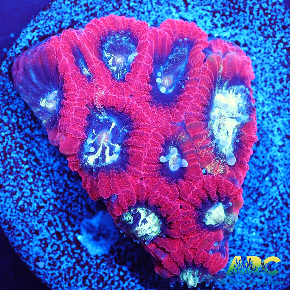 ARC Red Ring Micro