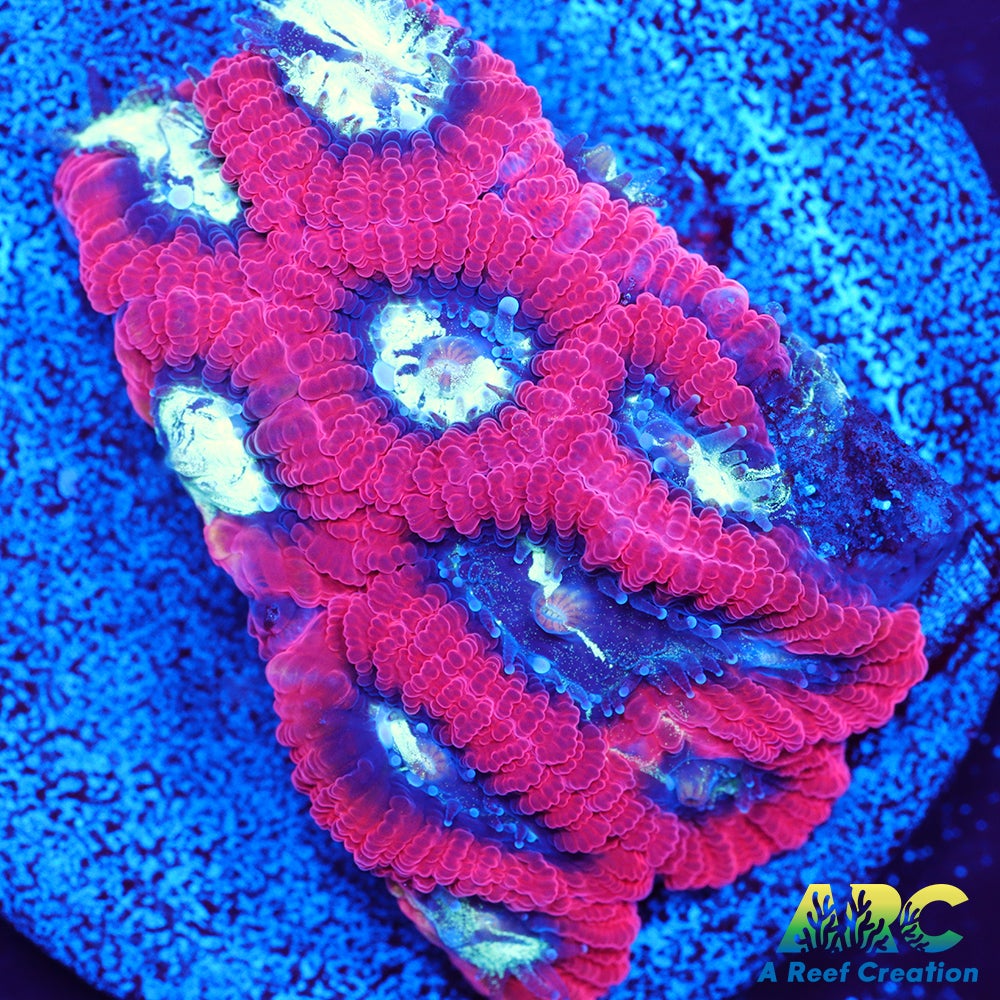 ARC Red Ring Micro