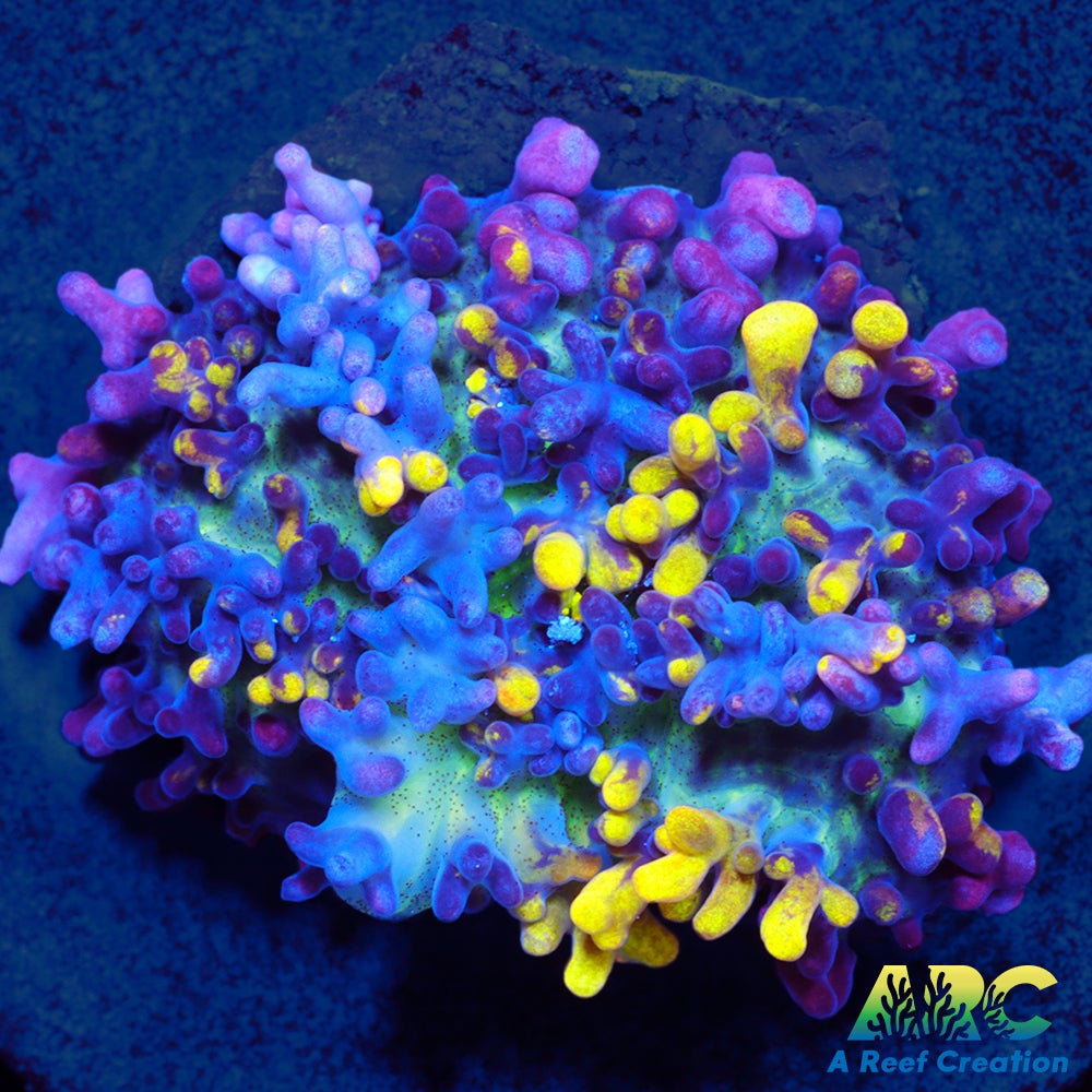 CC Magic Carpet Mushroom