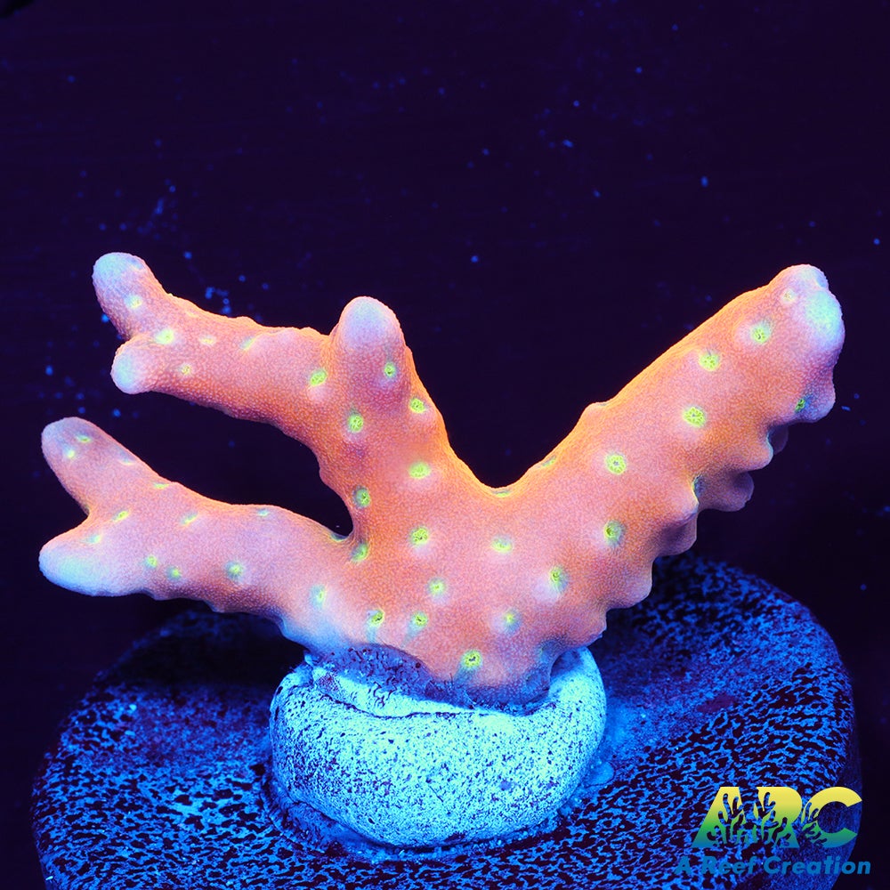 RRC Tropicana Anacropora