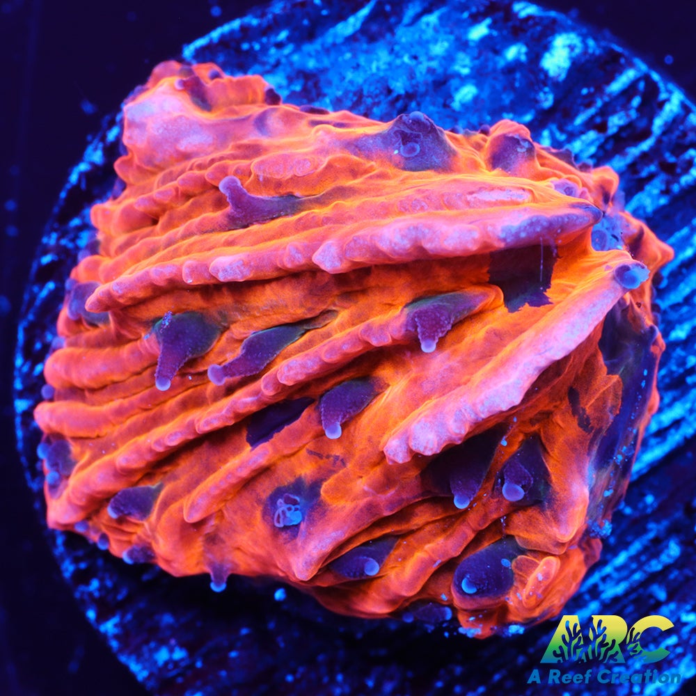 Orange Plate frag