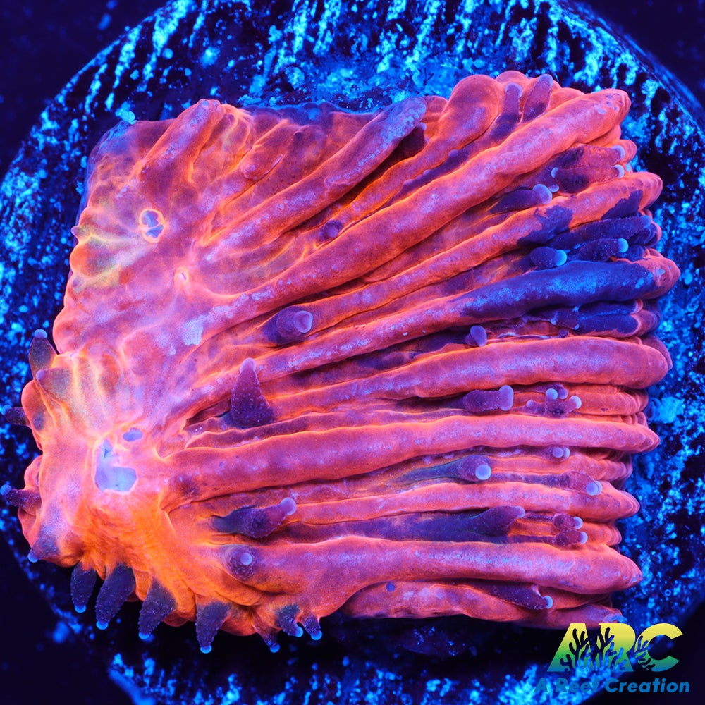 Orange Plate frag