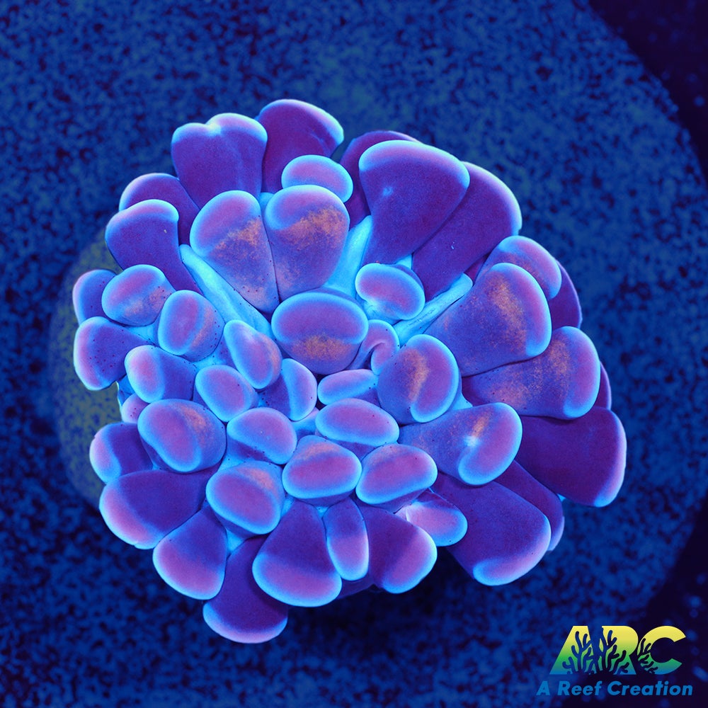 ARC Purple Hammer