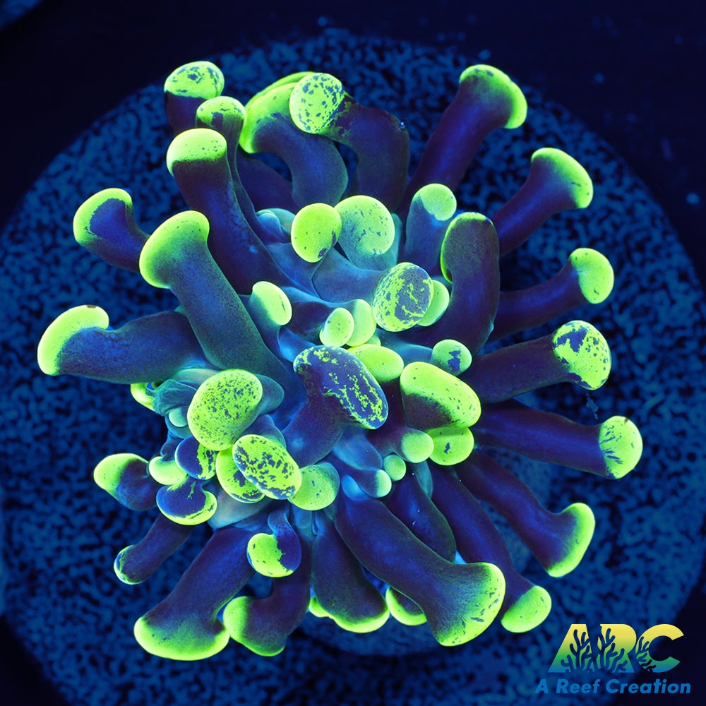 Green Splatter Hammer