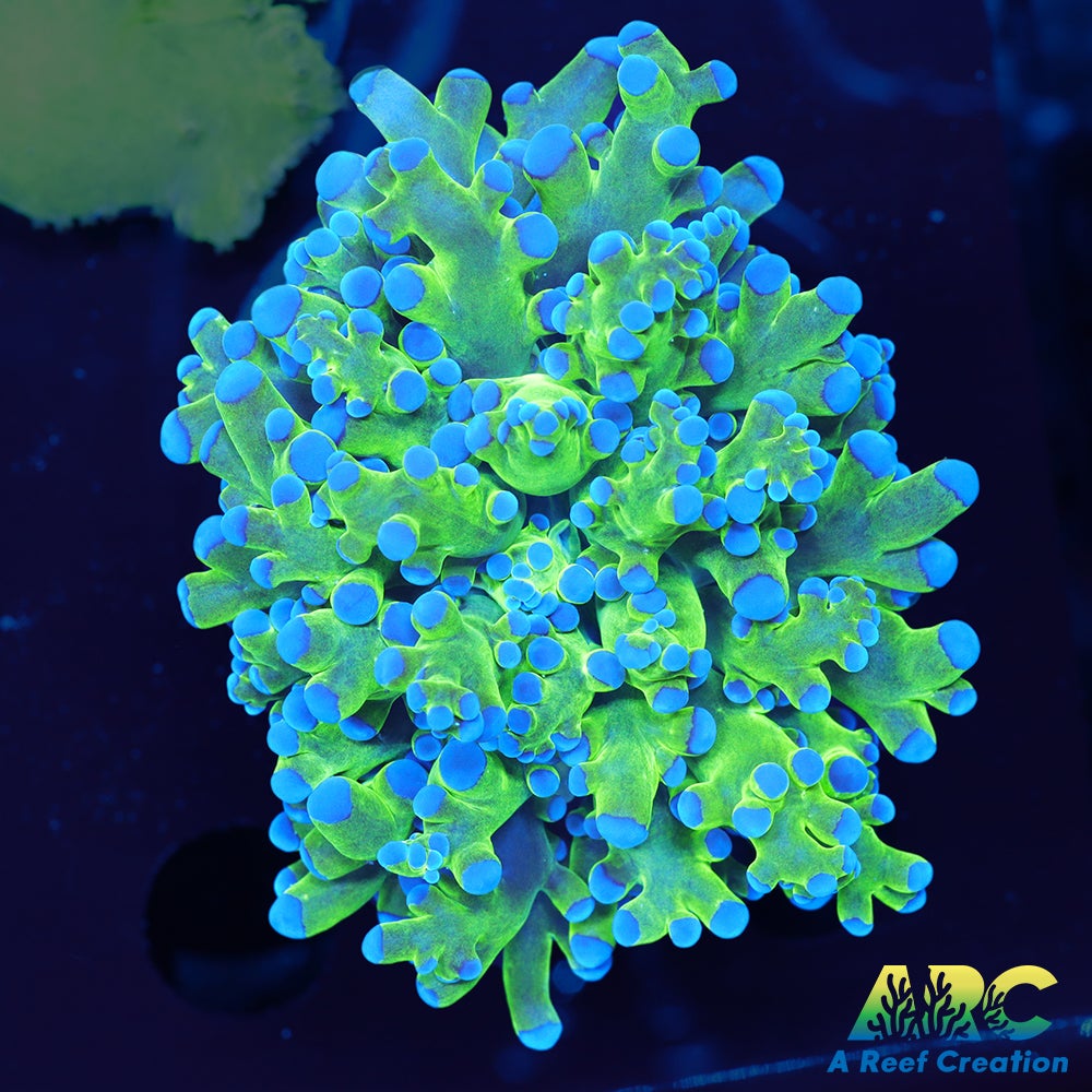 Bicolor Frogspawn
