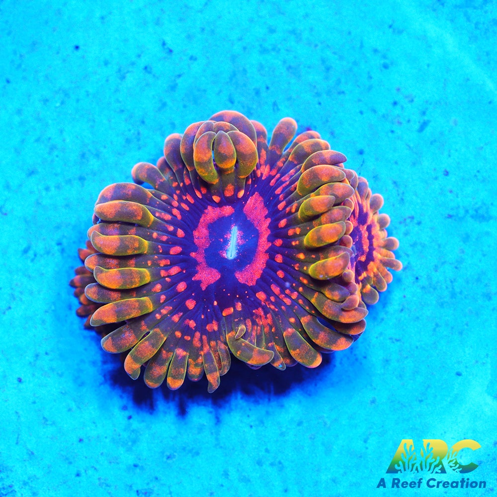 GB Grand Master Krak