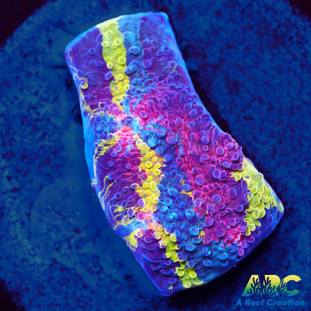 CCA Crayola Meltdown Chalice