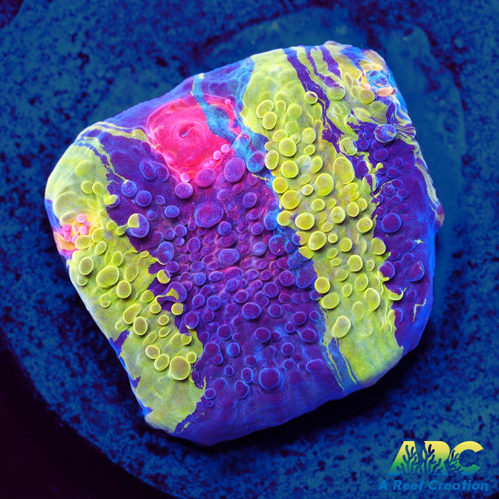 CCA Crayola Meltdown Chalice