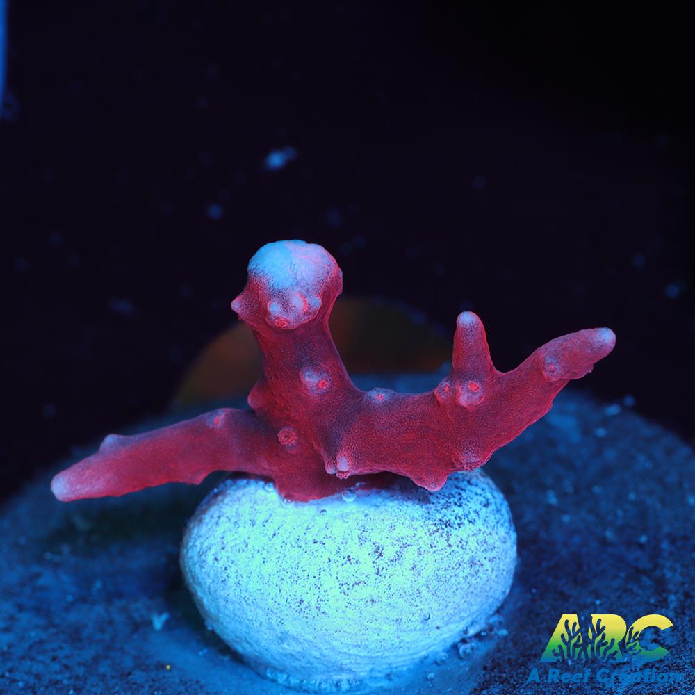 JF TNT Anacropora