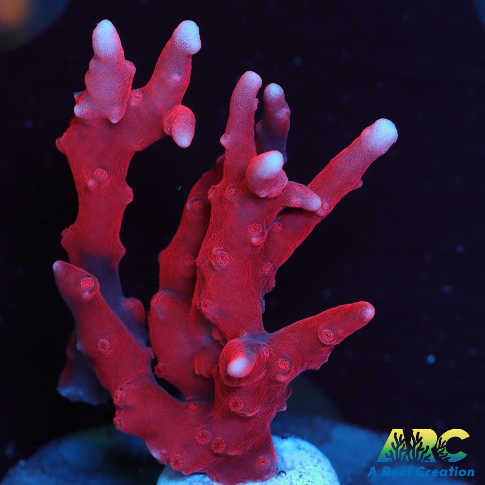 JF TNT Anacropora
