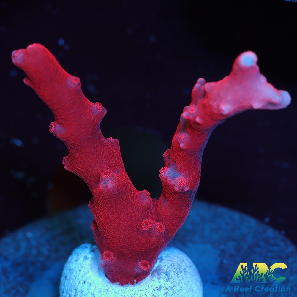 JF TNT Anacropora